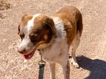 JACK, Hund, Mischlingshund in Griechenland - Bild 3