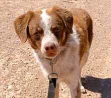 JACK, Hund, Mischlingshund in Griechenland - Bild 4