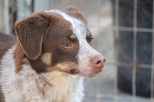 JACK, Hund, Mischlingshund in Griechenland - Bild 5