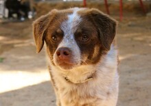 JACK, Hund, Mischlingshund in Griechenland - Bild 6