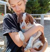 JACK, Hund, Mischlingshund in Griechenland - Bild 7