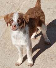 JACK, Hund, Mischlingshund in Griechenland - Bild 8