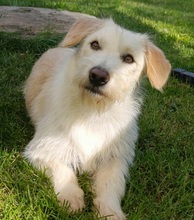 KIRA, Hund, Mischlingshund in Gelnhausen - Bild 1