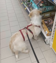 KIRA, Hund, Mischlingshund in Gelnhausen - Bild 2