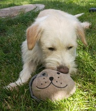 KIRA, Hund, Mischlingshund in Gelnhausen - Bild 3