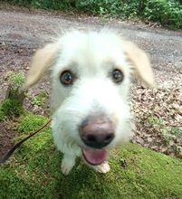 KIRA, Hund, Mischlingshund in Gelnhausen - Bild 4