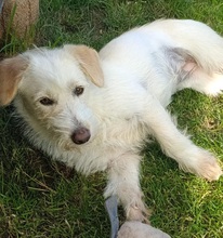 KIRA, Hund, Mischlingshund in Gelnhausen - Bild 5