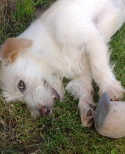 KIRA, Hund, Mischlingshund in Gelnhausen - Bild 6