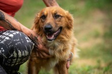 FENRIR, Hund, Mischlingshund in Ungarn - Bild 1