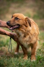 FENRIR, Hund, Mischlingshund in Ungarn - Bild 10