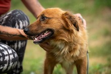 FENRIR, Hund, Mischlingshund in Ungarn - Bild 11