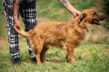 FENRIR, Hund, Mischlingshund in Ungarn - Bild 12