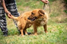 FENRIR, Hund, Mischlingshund in Ungarn - Bild 13