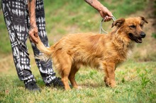 FENRIR, Hund, Mischlingshund in Ungarn - Bild 14