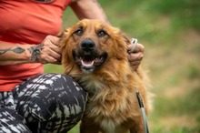 FENRIR, Hund, Mischlingshund in Ungarn - Bild 15