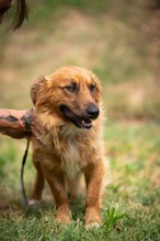 FENRIR, Hund, Mischlingshund in Ungarn - Bild 16