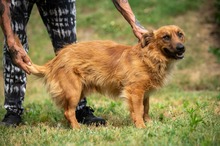 FENRIR, Hund, Mischlingshund in Ungarn - Bild 17