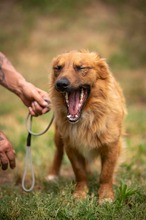 FENRIR, Hund, Mischlingshund in Ungarn - Bild 18