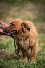 FENRIR, Hund, Mischlingshund in Ungarn - Bild 19