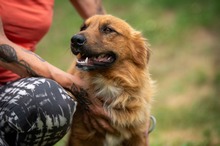 FENRIR, Hund, Mischlingshund in Ungarn - Bild 20