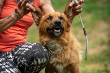 FENRIR, Hund, Mischlingshund in Ungarn - Bild 21