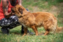 FENRIR, Hund, Mischlingshund in Ungarn - Bild 22