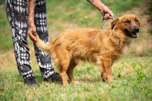 FENRIR, Hund, Mischlingshund in Ungarn - Bild 23