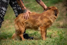 FENRIR, Hund, Mischlingshund in Ungarn - Bild 24