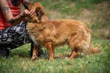 FENRIR, Hund, Mischlingshund in Ungarn - Bild 3