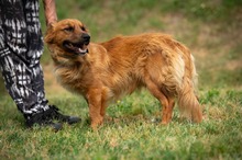 FENRIR, Hund, Mischlingshund in Ungarn - Bild 4