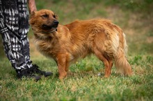 FENRIR, Hund, Mischlingshund in Ungarn - Bild 5
