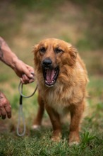 FENRIR, Hund, Mischlingshund in Ungarn - Bild 6