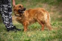 FENRIR, Hund, Mischlingshund in Ungarn - Bild 7