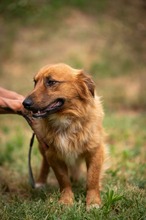 FENRIR, Hund, Mischlingshund in Ungarn - Bild 8