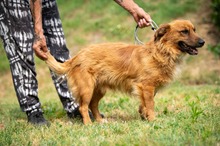 FENRIR, Hund, Mischlingshund in Ungarn - Bild 9