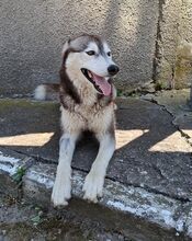 SAPHIRA, Hund, Sibiran-Husky-Mix in Rumänien - Bild 1
