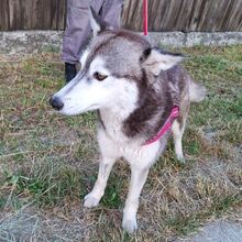 SAPHIRA, Hund, Sibiran-Husky-Mix in Rumänien - Bild 10
