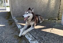 SAPHIRA, Hund, Sibiran-Husky-Mix in Rumänien - Bild 2