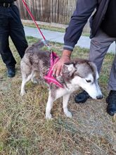 SAPHIRA, Hund, Sibiran-Husky-Mix in Rumänien - Bild 3