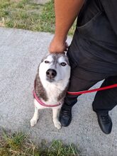 SAPHIRA, Hund, Sibiran-Husky-Mix in Rumänien - Bild 4