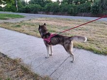 SAPHIRA, Hund, Sibiran-Husky-Mix in Rumänien - Bild 5