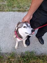 SAPHIRA, Hund, Sibiran-Husky-Mix in Rumänien - Bild 6