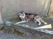 SAPHIRA, Hund, Sibiran-Husky-Mix in Rumänien - Bild 7
