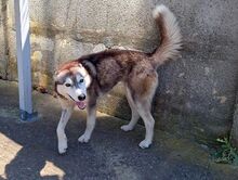 SAPHIRA, Hund, Sibiran-Husky-Mix in Rumänien - Bild 8
