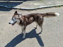 SAPHIRA, Hund, Sibiran-Husky-Mix in Rumänien - Bild 9