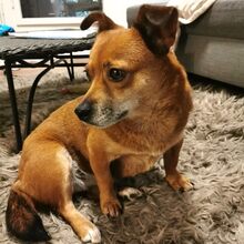 FETITA, Hund, Mischlingshund in Forchheim