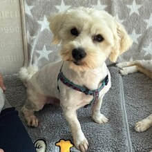 BALOU, Hund, Bichon Frisé Mix in Rumänien - Bild 1