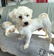 BALOU, Hund, Bichon Frisé Mix in Rumänien - Bild 2