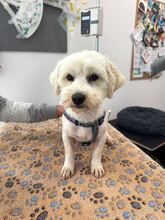 BALOU, Hund, Bichon Frisé Mix in Rumänien - Bild 3