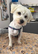 BALOU, Hund, Bichon Frisé Mix in Rumänien - Bild 4